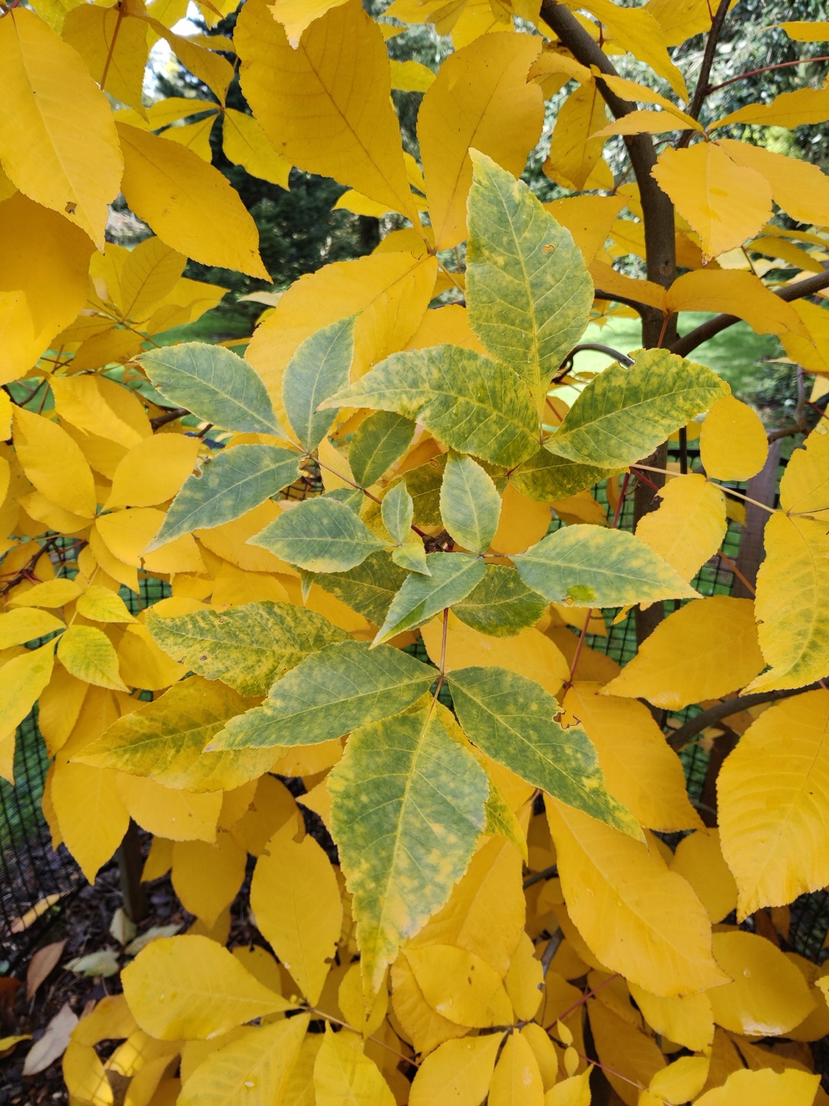 Ash leaves turning yellow in autumn