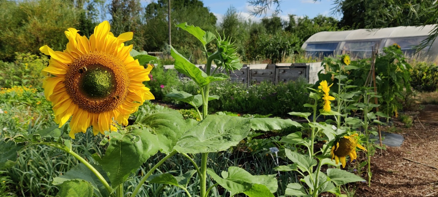 Sunflowers and vegetable beds in front of the polytunnel at Grow Wilder